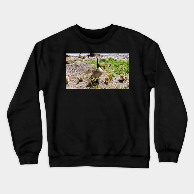 Canada Goose Watching Its Goslings Crewneck Sweatshirt by BackyardBirder